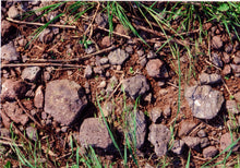 Charger l'image dans la galerie, Vin rouge sec Bischoffinger Steinbuck Pinot Noir